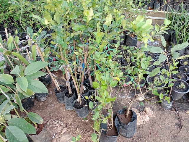 Additional seedlings 