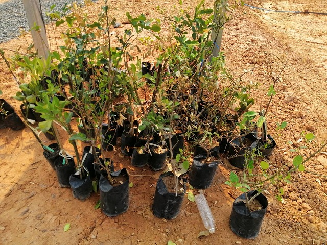 Tree planting seedlings 