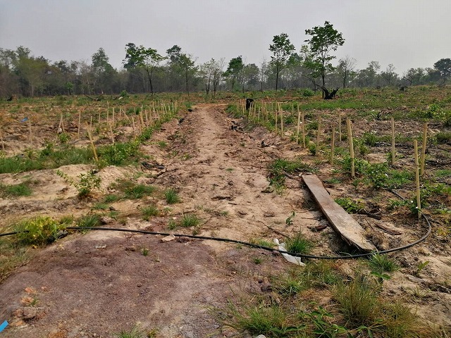 Tree water supply 