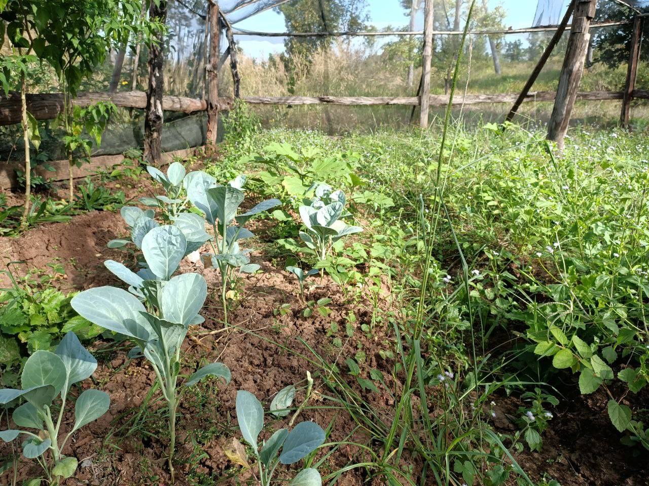 Growing vegetables 1