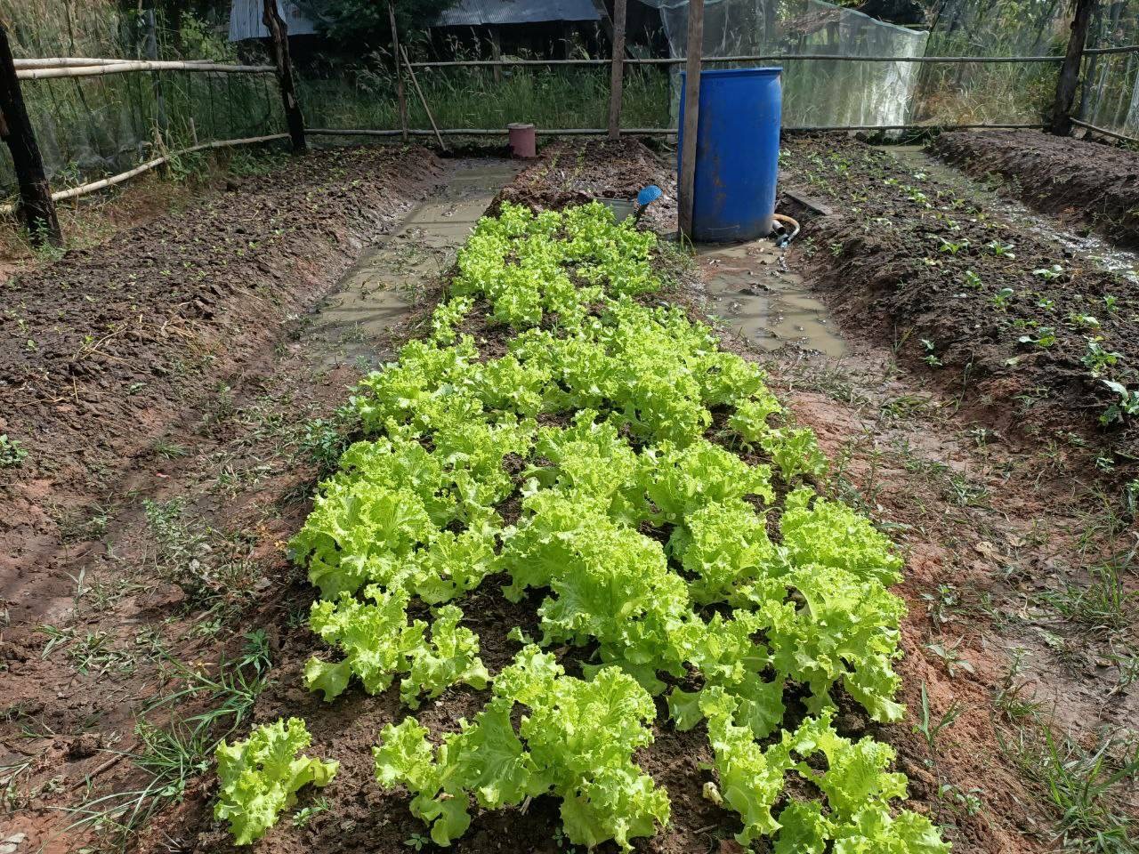 Growing vegetables 2