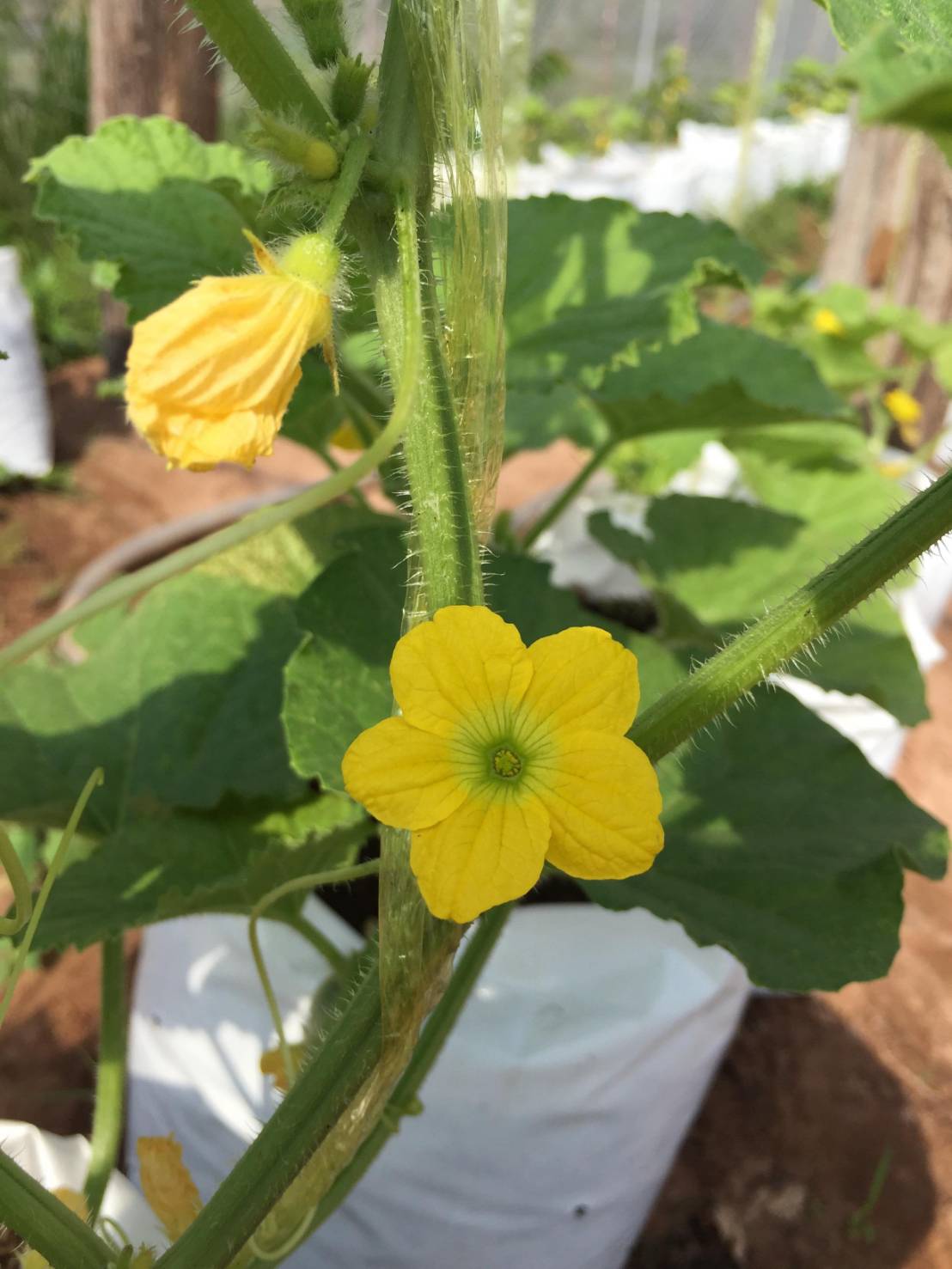 カボチャの花が咲いた