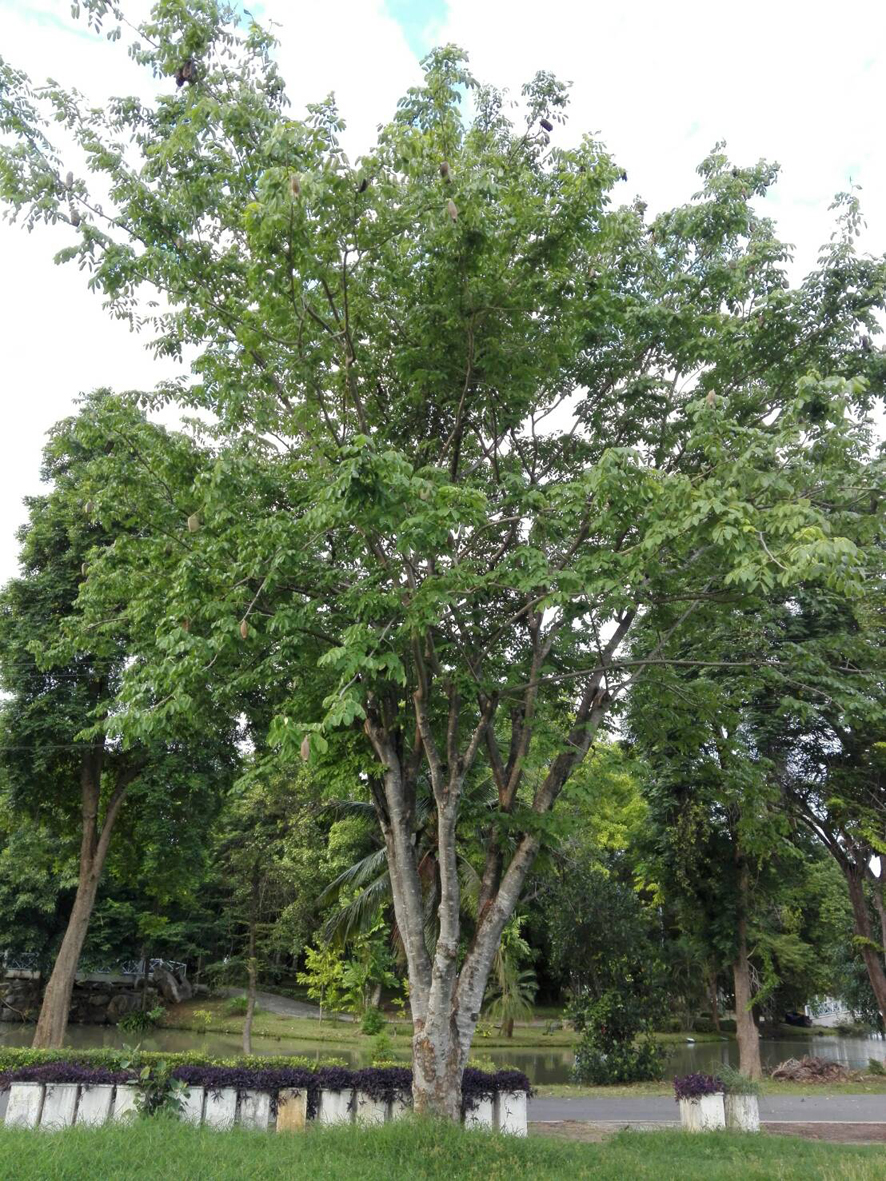 メンガの木