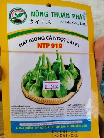 ③タイ茄子種