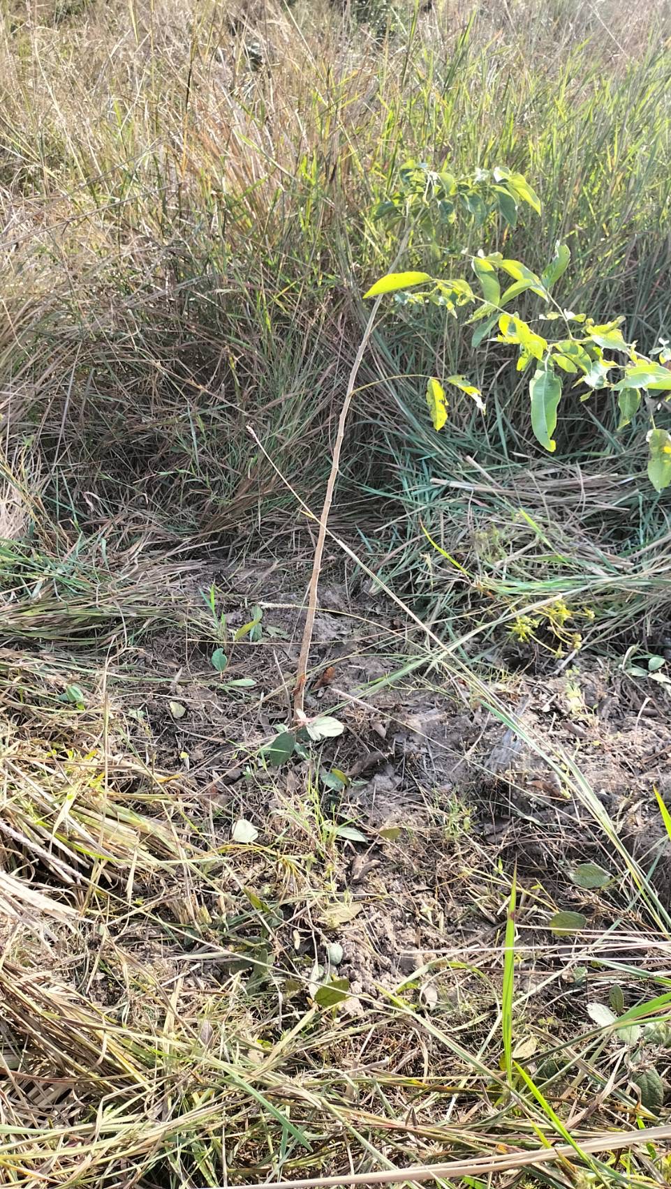 除草後の春植え苗木３"