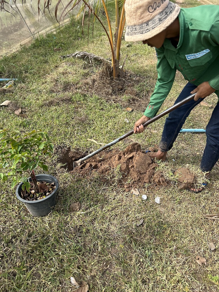 １１月植樹２