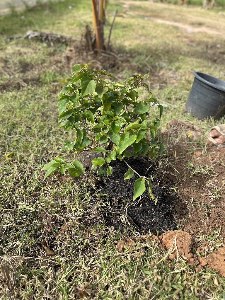 １１月植樹３