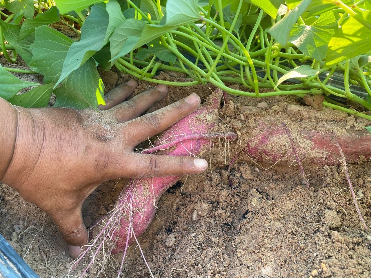 カンボジアのサツマイモ収穫（中島研究室提供）